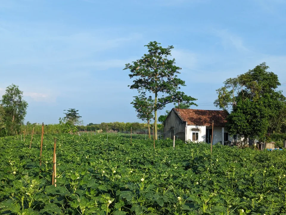 Vườn rau của Lê Văn Chín